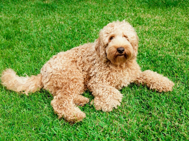 Combining two of the most popular dog breeds in the UK - the Poodle and the Labrador - the Labradoodle has the Labrador Retriever's winning personality and the Poodle's hypoallergenic coat. Labradoodles have been around since the 1950s but only recently became popular - particularly with families.
