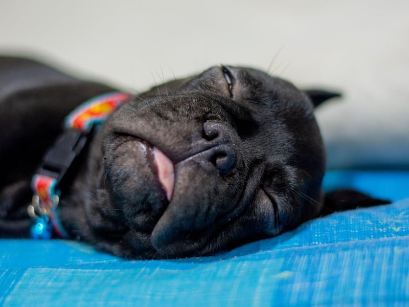 Neither the French Bulldog, nor the larger English Bulldog, is likely to win any races. Struggling to reach speeds of more that 15mph, they find it harder still to maintain a decent pace.