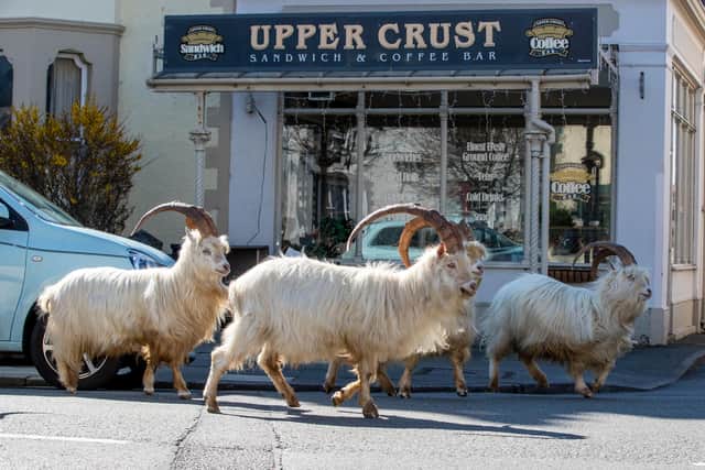 A herd of goats went into Llandudno, north Wales, during lockdown as people stayed off the streets (Picture: Peter Byrne/PA)