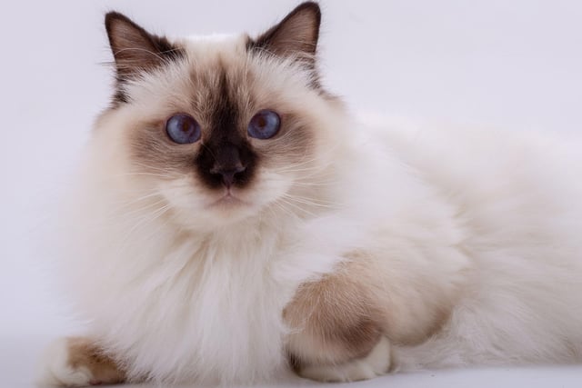 The Birman cat breed does enjoy some playtime, but is still one of the most chilled cat breeds. Make sure they get at least some playtime however.