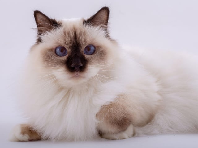 The Birman cat breed does enjoy some playtime, but is still one of the most chilled cat breeds. Make sure they get at least some playtime however.