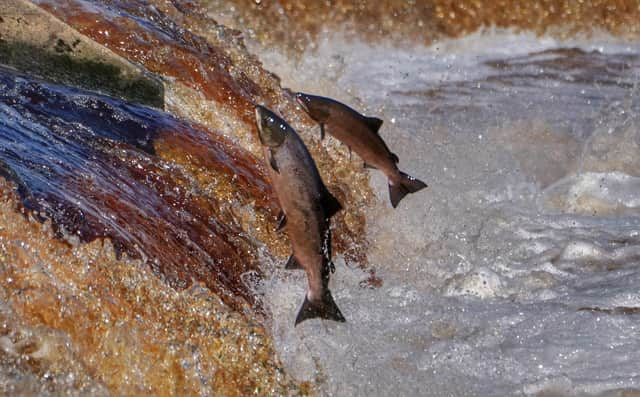 Millions of salmon carcasses are burned, dumped and destroyed every year.