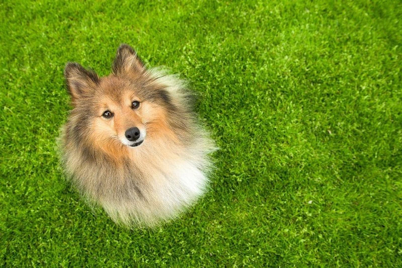 You need to be able to follow commands to successfully heard sheep, so it's no surprise that the cheery Shetland Sheepdog makes an appearance in the top 10 most obedient breeds of dog.