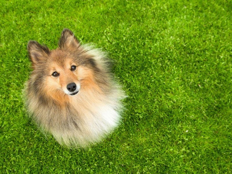 You need to be able to follow commands to successfully heard sheep, so it's no surprise that the cheery Shetland Sheepdog makes an appearance in the top 10 most obedient breeds of dog.