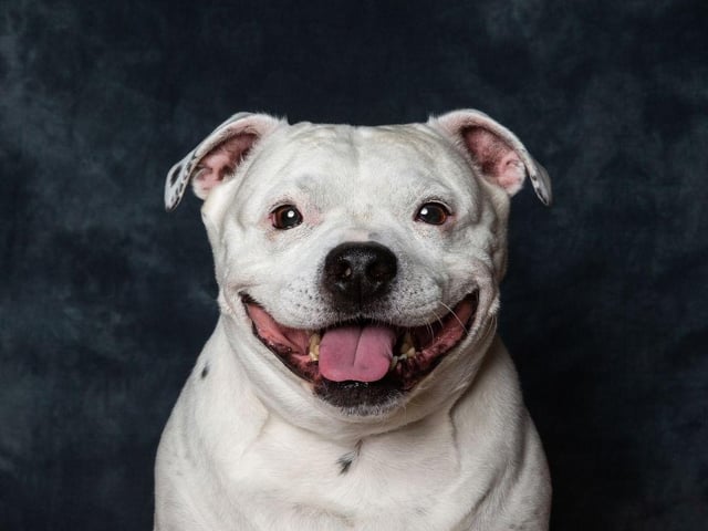 Another hugely popular choice in the UK, the Staffordshire Bull Terriers were originally bred to fight and make brave, compact muscular and tenacious guard dogs. They are also incredibly loyal and loving.