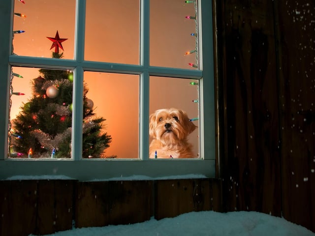 Tinsel is actually one of the most dangerous decorations to have around dogs, as each small plastic or foil strand represents a potentially major choking hazard for your dog. Keep any tinsel firmly out of your dogs’ reach, whether that's on your tree or elsewhere, as this should prevent your dog from chewing or playing with it. Be sure to regularly vacuum clean any room with tinsel in it, to avoid any loose plastic strands being consumed by your dog. Regular vacuuming will also help to clean up any pine needles from your Christmas tree, which represent another potential choking hazard.