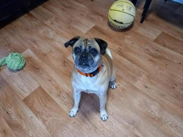 Elsa is a bit of an old girl at eight years old, but you wouldn't be able to tell! She's a needy dog who loves attention and also loves a puzzle - she'd rather be the only pet in the household, but could live alongside another dog if they're properly introduced.