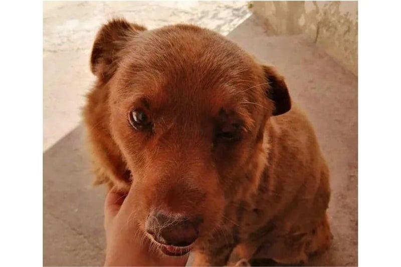 In February 2023 it was announced that a Rafeiro do Alentejo from Portugal called Bobi had smashed the record for the world's oldest dog, having lived for a remarkable 30 years and 267 days old. He died later that year, but made his 31st birthday, with a party that attracted hundreds of well-wishers.