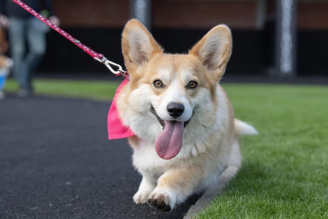 How cute - one of the corgis at the derby race.