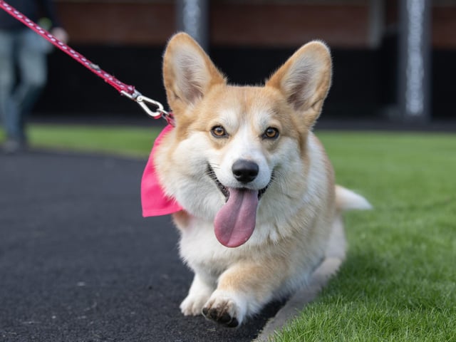 How cute - one of the corgis at the derby race.