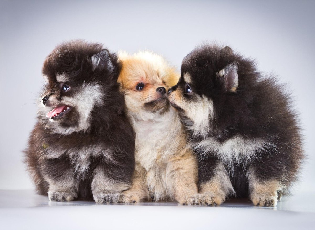Here are 10 fun and adorable facts about the Pomeranian breed of ...