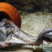 An octopus unscrews the lid of a jar to get hold of the crab inside, in an aquarium in Denmark (Picture: Jorgen Jessen/AFP via Getty Images)