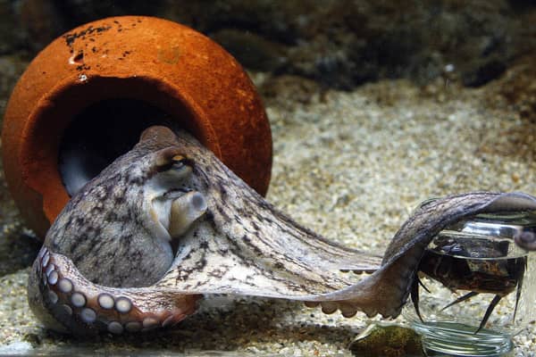 An octopus unscrews the lid of a jar to get hold of the crab inside, in an aquarium in Denmark (Picture: Jorgen Jessen/AFP via Getty Images)