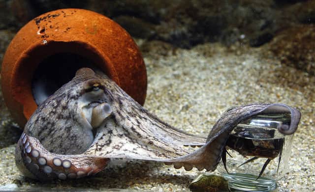 An octopus unscrews the lid of a jar to get hold of the crab inside, in an aquarium in Denmark (Picture: Jorgen Jessen/AFP via Getty Images)