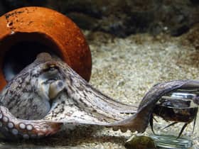 An octopus unscrews the lid of a jar to get hold of the crab inside, in an aquarium in Denmark (Picture: Jorgen Jessen/AFP via Getty Images)