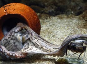 An octopus unscrews the lid of a jar to get hold of the crab inside, in an aquarium in Denmark (Picture: Jorgen Jessen/AFP via Getty Images)