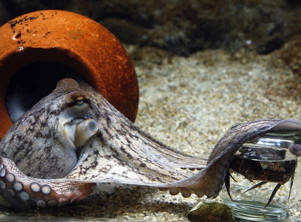 An octopus unscrews the lid of a jar to get hold of the crab inside, in an aquarium in Denmark (Picture: Jorgen Jessen/AFP via Getty Images)