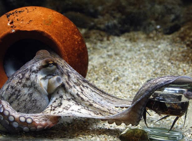 An octopus unscrews the lid of a jar to get hold of the crab inside, in an aquarium in Denmark (Picture: Jorgen Jessen/AFP via Getty Images)