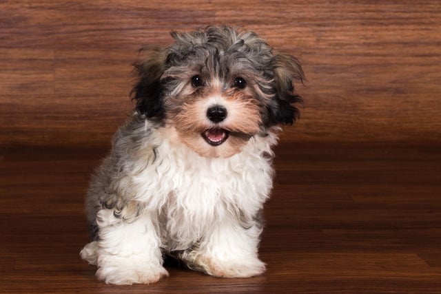 The national dog of Cuba also has a sizable fanbase in Britain - with 498 Havanese puppies registered with the Kennel Club in 2021.
