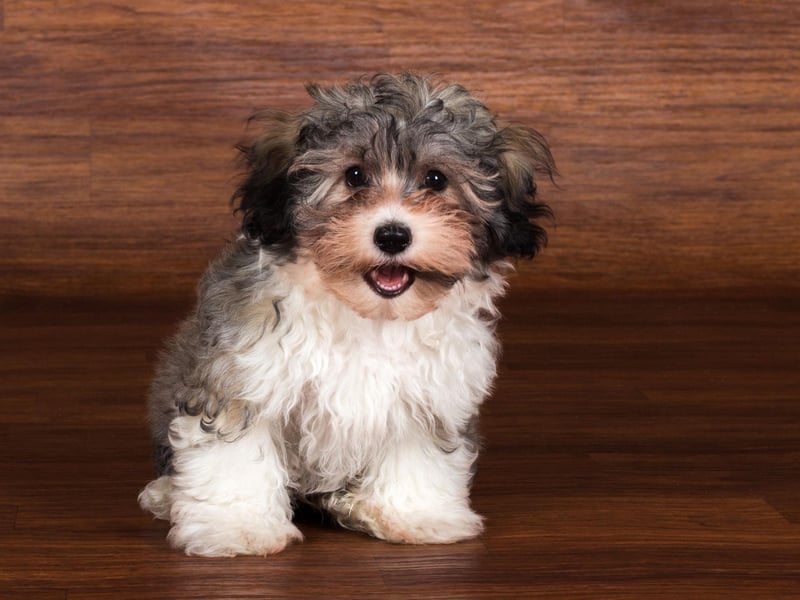 The national dog of Cuba also has a sizable fanbase in Britain - with 498 Havanese puppies registered with the Kennel Club in 2021.