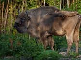 One of four of bison explores her surroundings as they are released into West Blean and Thornden Woods, near Canterbury in Kent. The herd of four wild bison will be the first released into the UK, as part of a project to restore natural biodiversity of the area. Picture date: Monday July 18, 2022.