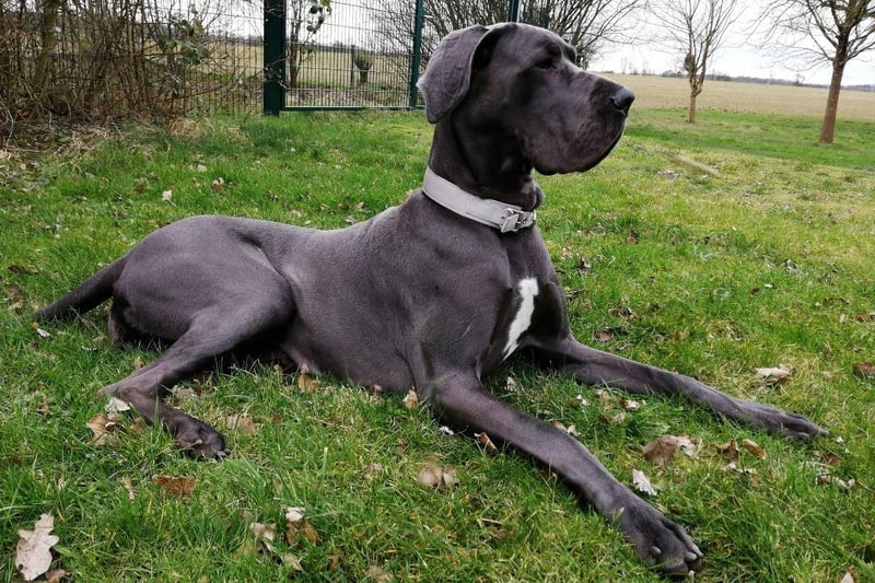 The magestic Great Dane may not quite be the largest dog in the world but it is the tallest. The Guinness Book of Records include a Great Dane called Zeus who stood an amazing 44 inches from the ground. They may be huge but are known for being loving and playful.