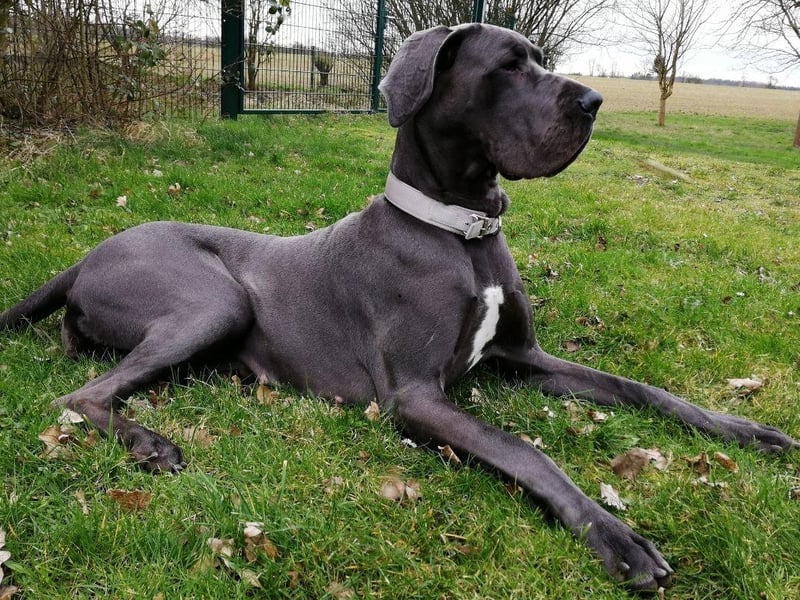 The magestic Great Dane may not quite be the largest dog in the world but it is the tallest. The Guinness Book of Records include a Great Dane called Zeus who stood an amazing 44 inches from the ground. They may be huge but are known for being loving and playful.