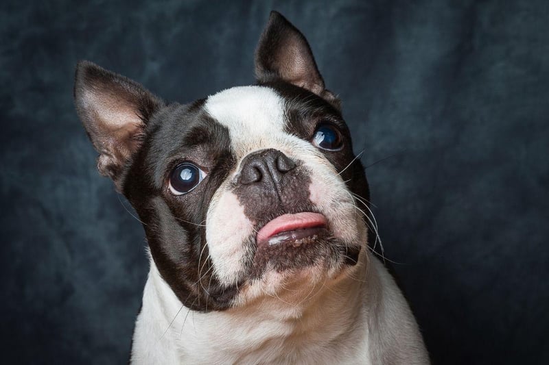 Quite a few of the Terrier breeds fit firmly into the high energy category, but the Boston Terrier is more chilled than many of its cousins. Well known for being playful, they'll happy relax at home once they've had their daily dose of adventure.