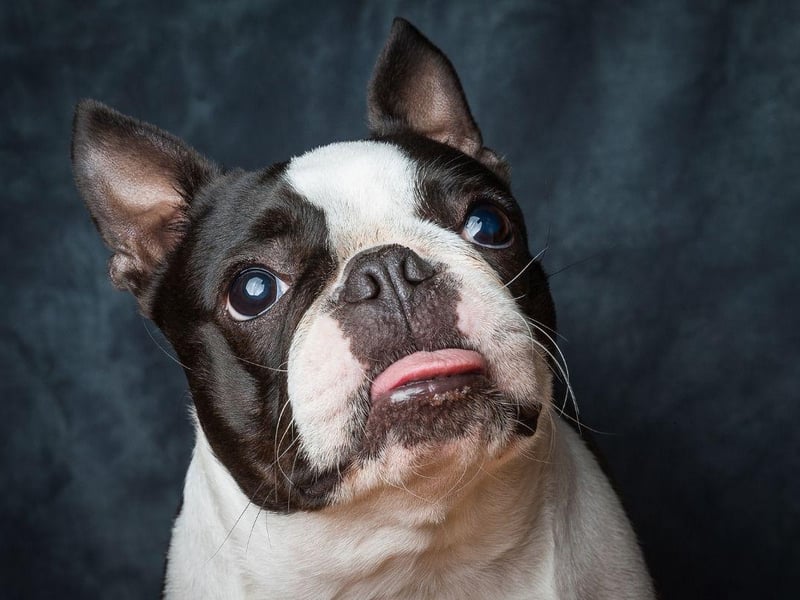 Quite a few of the Terrier breeds fit firmly into the high energy category, but the Boston Terrier is more chilled than many of its cousins. Well known for being playful, they'll happy relax at home once they've had their daily dose of adventure.