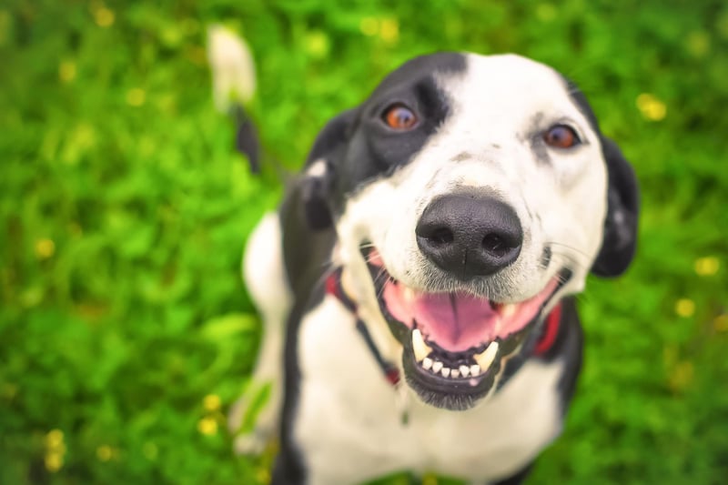 Bright, clear, and shining eyes are both an attracive feature in a dog and a sign of good health. You should be able to clearly see the pattern of the iris or something could be awry. Constant tearing, redness, cloudiness and different pupils sizes are pointers toward medical issues.