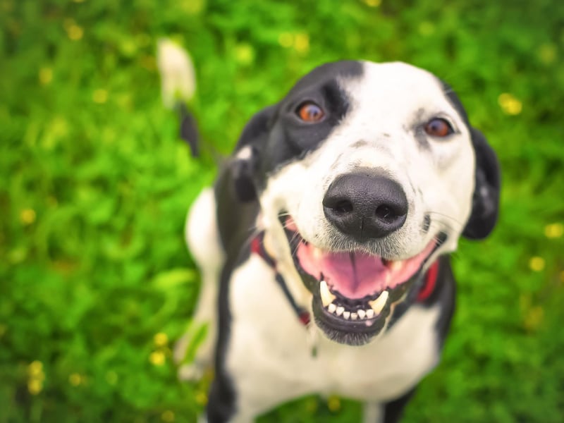 Bright, clear, and shining eyes are both an attracive feature in a dog and a sign of good health. You should be able to clearly see the pattern of the iris or something could be awry. Constant tearing, redness, cloudiness and different pupils sizes are pointers toward medical issues.