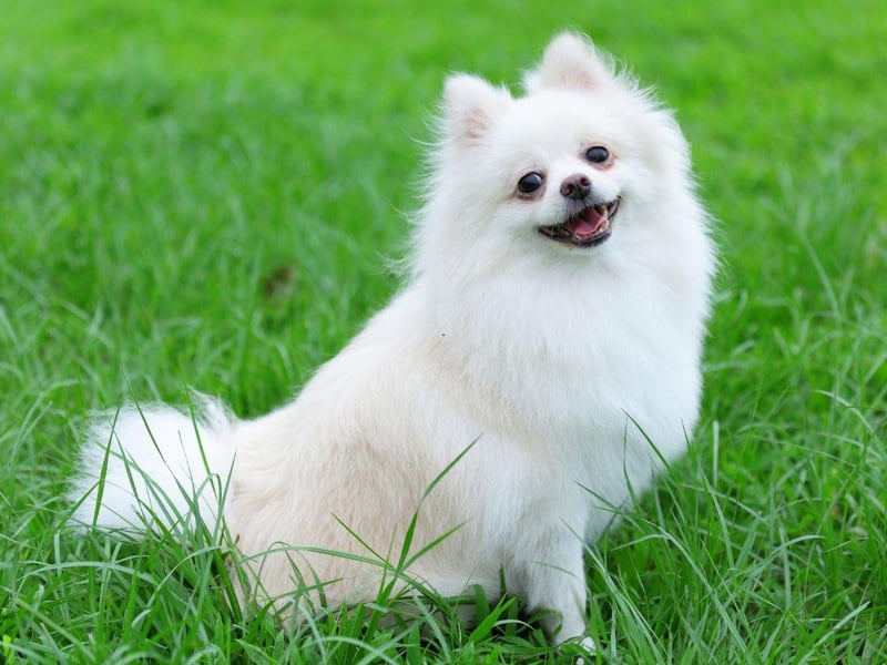 The most expensive toy dog you can buy is the Pomeranian, with puppies costing around £3,500. Its popularity dates back to it being a favourite with royalty - including Queen Victoria.