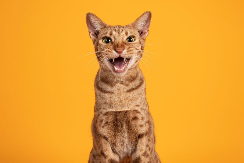 Bred in order to look 'wild', the Ocicat cat breed is a friendly, healthy breed that communicates well with other species and, indeed, other cats.