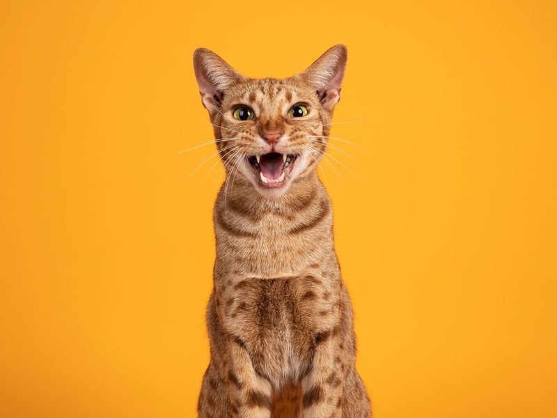 Bred in order to look 'wild', the Ocicat cat breed is a friendly, healthy breed that communicates well with other species and, indeed, other cats.