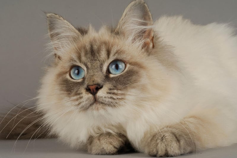 They may not be the most loyal, but the Siberian cat breed can bond with a dog if they are introduce them properly, due to their ability to deal with noise.