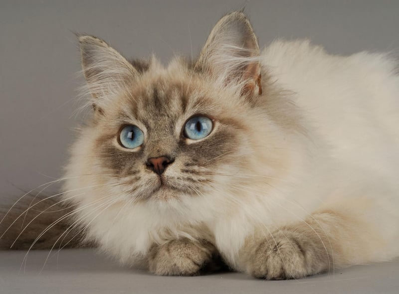 They may not be the most loyal, but the Siberian cat breed can bond with a dog if they are introduce them properly, due to their ability to deal with noise.