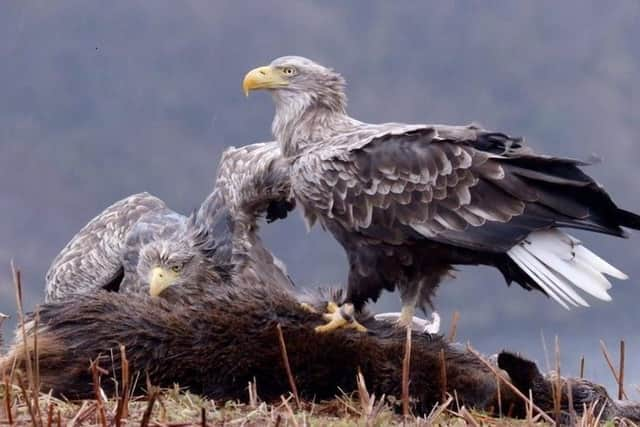 Frisa and Skye. Picture: Jim Manthorpe/BBC