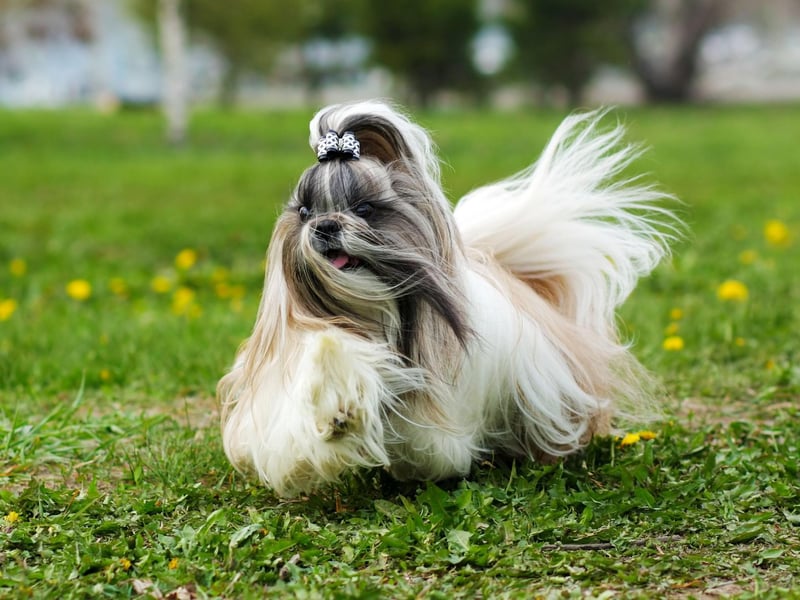 The Shih Tzu nearly became extinct during the Chinese communist revolution. The death of Dowager Empress Tzu Hsi, who supervised the world's larget breeding programme of the dog, was the main reason. Every Shih Tzu in the world now can be traced back to the 14 dogs that survived the regime change.