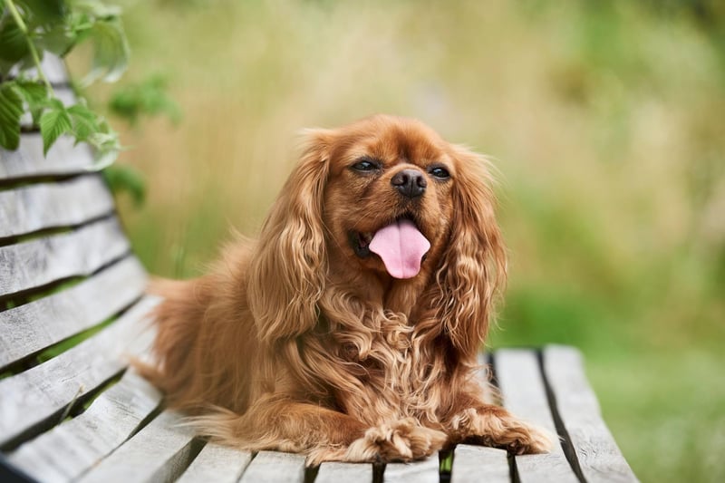 The Cavalier King Charles Spaniel is the fifth most expensive dog in the UK, with a puppy costing an average of £2,458.