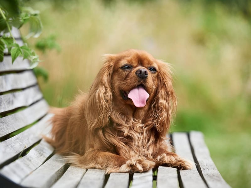 The Cavalier King Charles Spaniel is the fifth most expensive dog in the UK, with a puppy costing an average of £2,458.