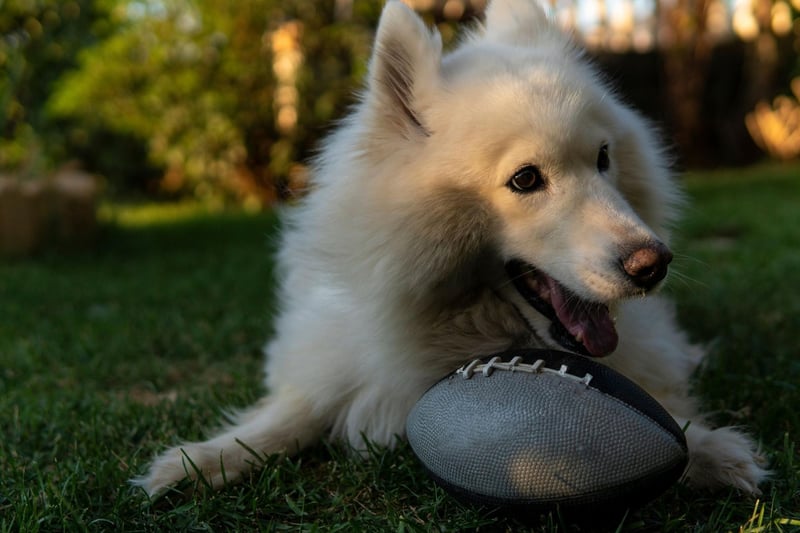 The Samoyed takes its name from the Samoyedic peoples - the indigenous inhabitants of Siberia.