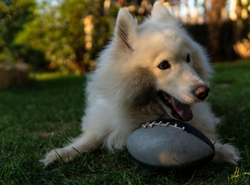The Samoyed takes its name from the Samoyedic peoples - the indigenous inhabitants of Siberia.