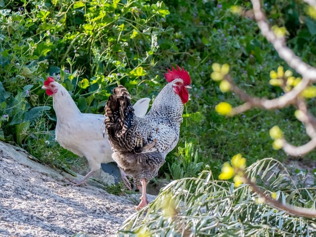 Apparently a lot of us are keen on fresh eggs, with 1.4 per cent of households having pet chickens and other domestic fowl in the UK.