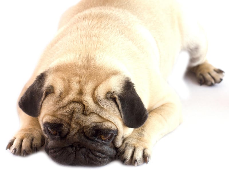 We often think of growling as being a sign of aggression in dogs - but that's not always the case. A growl just means that your pup is feeling uncomfortable, which can include being stressed. Rather than encouraging your dog not to growl, treat it as a symptom, work out the cause and rectify it.