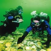 About £1.2m has been put towards a project to help restore the oyster population across the UK, including in the Firth of Clyde in Scotland