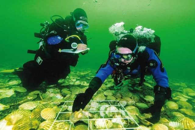 About £1.2m has been put towards a project to help restore the oyster population across the UK, including in the Firth of Clyde in Scotland