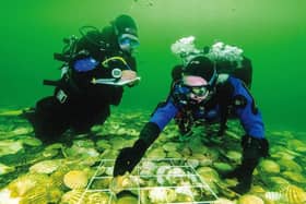 About £1.2m has been put towards a project to help restore the oyster population across the UK, including in the Firth of Clyde in Scotland