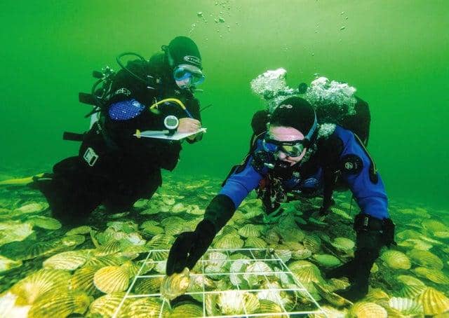 About £1.2m has been put towards a project to help restore the oyster population across the UK, including in the Firth of Clyde in Scotland