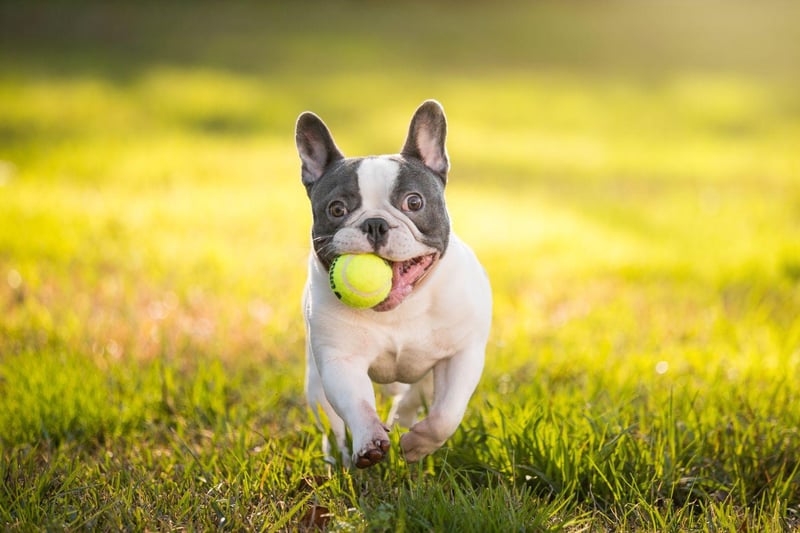 In the late 19th century the French Bulldog became so popular with wealthy Americans their price soared to up to $3,000 per dog. Members of influential families including the Rockefellers and the J.P. Morgans were regularly seen out-and-about showing off their Frenchies.