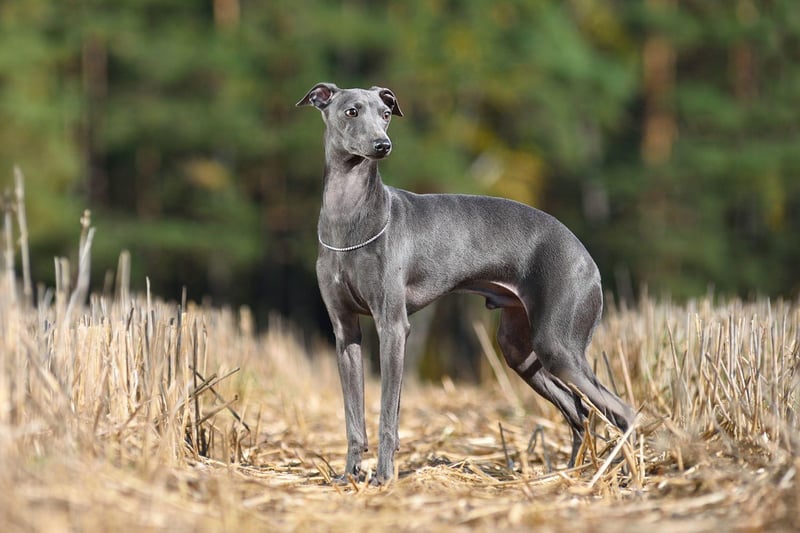 Another Crufts triple-winner is the Greyhound. The Greyhound was originally bred for hunting and racing, but in recent years has become a very popular family pet.